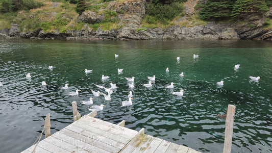 Excited Gulls Await